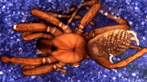 Spider